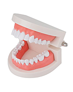 LVCHEN Standard Dental Model - Teeth Brushing Model Practice Kids Dental Teaching Study Supplies Clean Display Adult Standard Demonstration Teeth Model