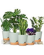 Plant Pots 7/6.5/6/5.5/5 Inch GARDIFE Self Watering Planters with Drainage Hole, Plastic Flower Pots, Nursery Planting Pot for Indoor Plants, Succulents,Snake Plant, African Violet, and Cactus,Green