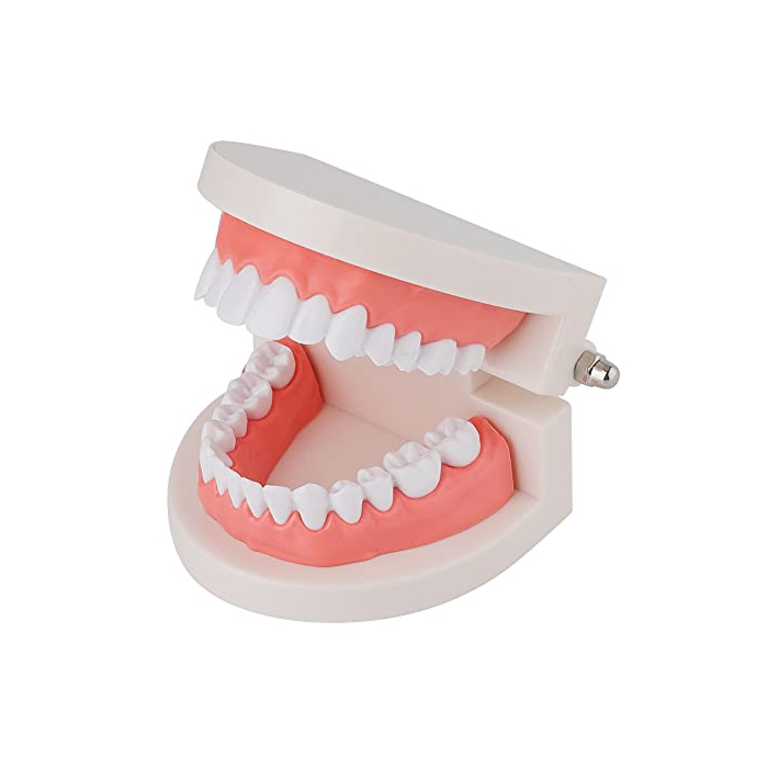 LVCHEN Standard Dental Model - Teeth Brushing Model Practice Kids Dental Teaching Study Supplies Clean Display Adult Standard Demonstration Teeth Model